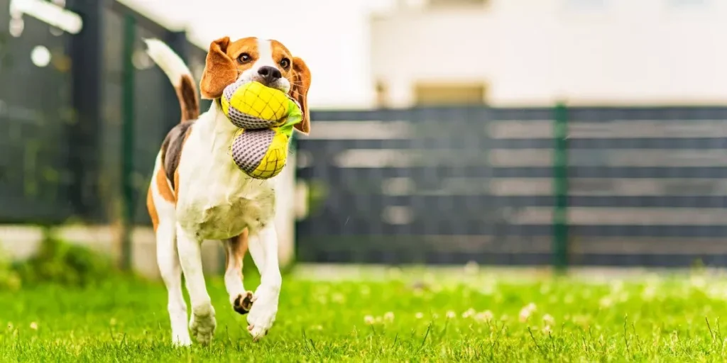 Die besten Outdoor-Haustierspielzeuge, um Ihren Hund beschäftigt und aktiv zu halten
