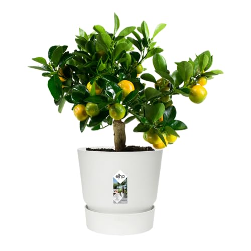 elho Greenville Rund 30 - Blumentopf für Innen und Außen - Selbstbewässerungstopf - 100% recyceltes Plastik - Ø 29.5 x H 27.8 cm - Weiß/Weiss – Bild 4