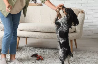 Wie können intelligente Haustier-Gadgets Ihnen helfen, Ihr Haustier effektiver zu trainieren?