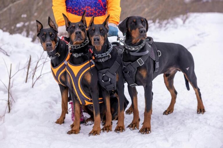 Die beste Wanderausrüstung für Hunde und Haustiere