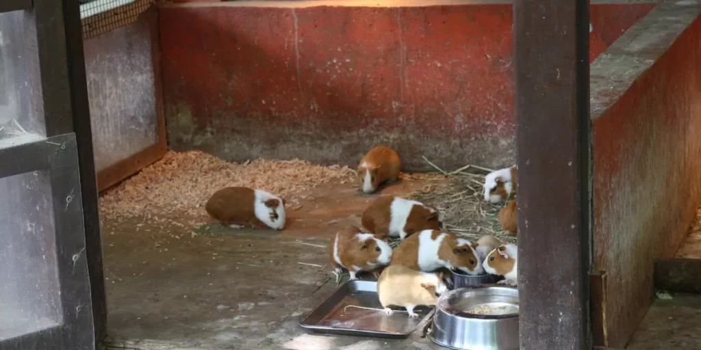 Wie können Sie einen sicheren und komfortablen Lebensraum für Meerschweinchen schaffen?