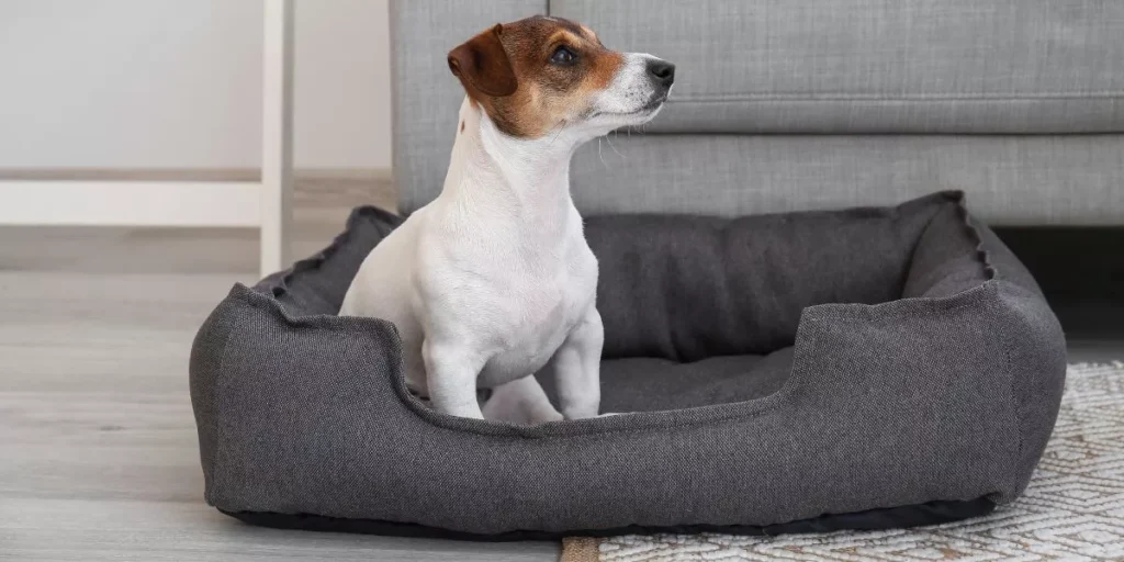 Was sind die besten Hundebetten für kleine Rassen?